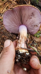 Thaxterogaster purpurascens