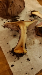 Thaxterogaster purpurascens