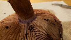 Thaxterogaster purpurascens