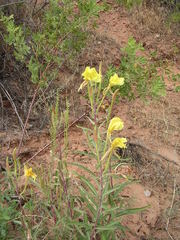 Oenothera longissima