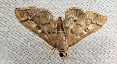 Nacoleia rhoeoalis