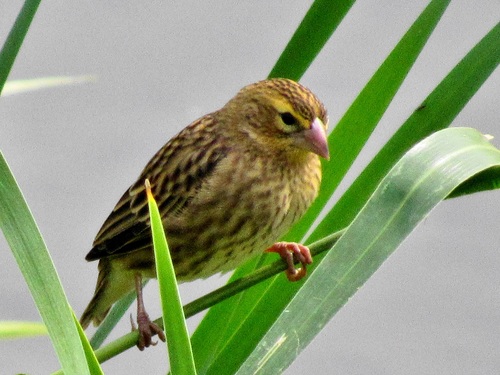 Southern Red Bishop