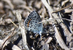 Euphilotes battoides