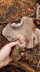 Sarcodon rimosus