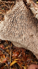 Sarcodon rimosus