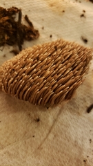 Sarcodon rimosus