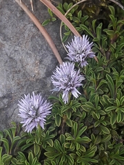 Globularia repens
