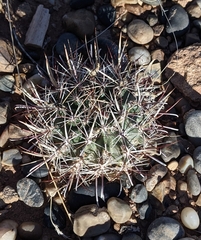 Sclerocactus whipplei