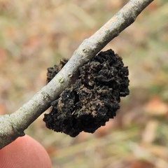 Aceria parapopuli