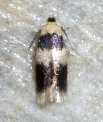 Stigmella nigriverticella