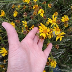 Senecio heterotrichius