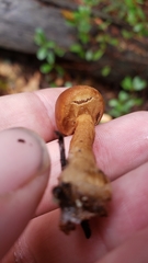 Cystoderma carcharias fallax