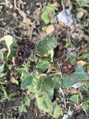 Arctium tomentosum