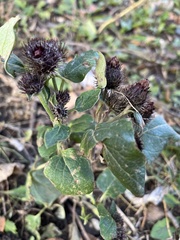 Arctium tomentosum