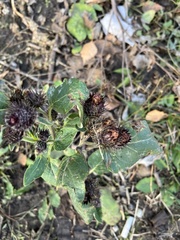 Arctium tomentosum