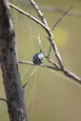Mastophora cornigera