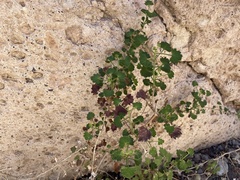 Pleurocoronis laphamioides