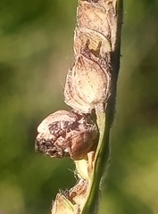 Claviceps paspali
