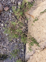 Pleurocoronis laphamioides