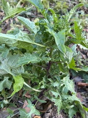 Sisymbrium officinale