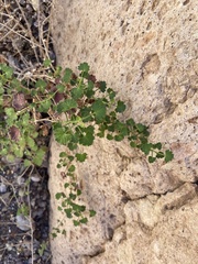 Pleurocoronis laphamioides