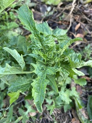 Sisymbrium officinale