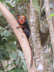 Leontopithecus chrysomelas