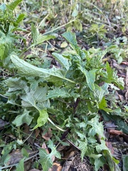 Sisymbrium officinale