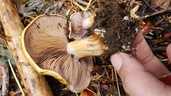 Thaxterogaster purpurascens