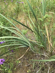Iris longipetala