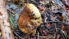 Thaxterogaster purpurascens