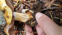 Thaxterogaster purpurascens