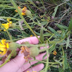 Senecio heterotrichius