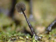 Lamproderma columbinum