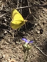 Colias harfordii