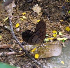 Pierella lamia chalybaea