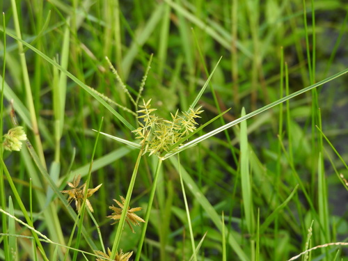 Cyperus polystachyos image
