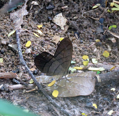Pierella lamia chalybaea