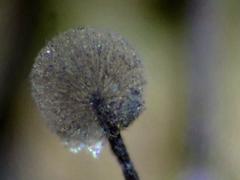 Lamproderma columbinum