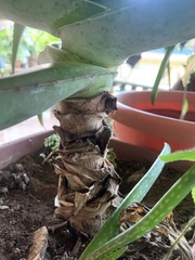 Asphodeloideae