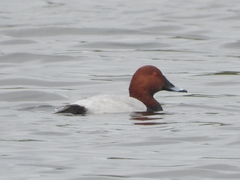Aythya ferina