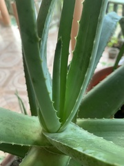 Asphodeloideae
