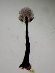 Lamproderma columbinum