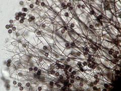 Lamproderma columbinum