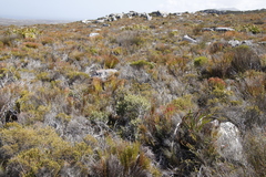 Grubbia tomentosa