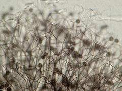 Lamproderma columbinum