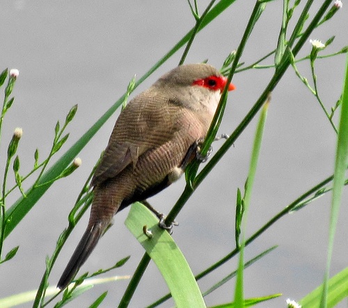 Bushveld Common Waxbill