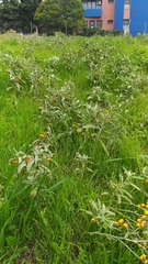 Solanum elaeagnifolium