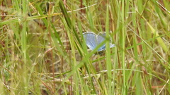 Icaricia icarioides missionensis