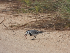 Motacilla alba